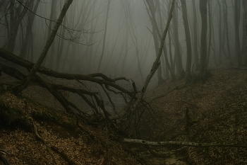 в туманном лесу / Пришла весна