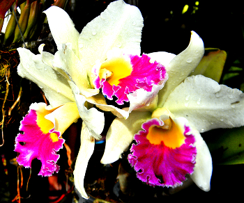 Орхидеи для женщин / Орхидеи для женщин из ботанического сада Нонг Нуч