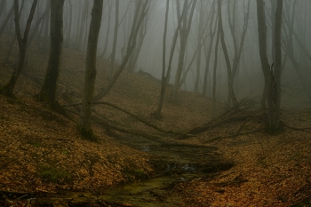 Туманный рассвет / Весенний лес