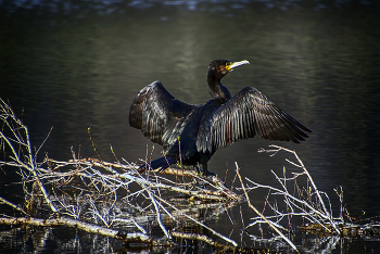 Любимое место отдыха / ***