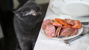 кот и колбаса / колбаса и кот