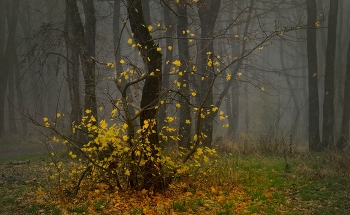 Осеннее утро / Туманный лес