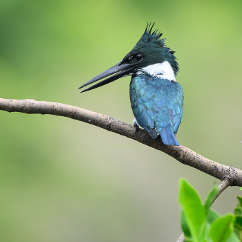 Green kingfisher(f) / Panama