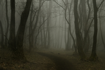 Хмурое утро / Ставропольский лес
