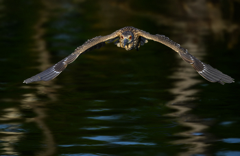 Black-crowned night heron (juvenile) / DR
Black-crowned night heron (juvenile)