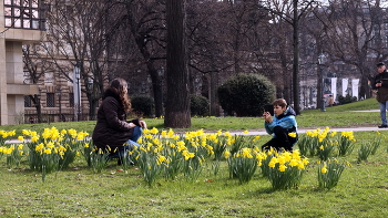 Нарциссы / Весна в Дрездене.