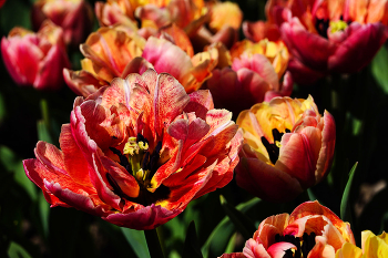 Участник &quot;парада&quot; / Крым. Никитский ботанический сад. 24.03.24. 27-го марта в НБС открывается очередной, ежегодный &quot;Парад тюльпанов&quot;.