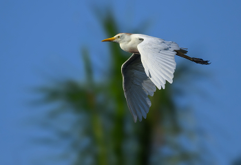 Cattle egret / Dominican R