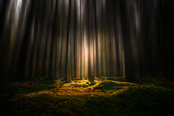 Золотой час / В любом, даже самом тёмном лесу, рано или поздно появится лучик света!
Очень люблю этот лес на острове Хачин. Он особенный❤