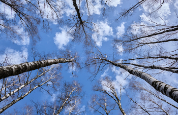 Весеннее небо / Витебск, парк.