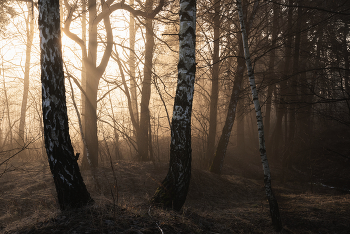 Весенний лес / утро в лесу