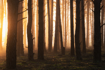 Утренний свет / утро в лесу