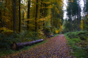 Конец октября / Осенний лесной пейзаж в последний день октября.