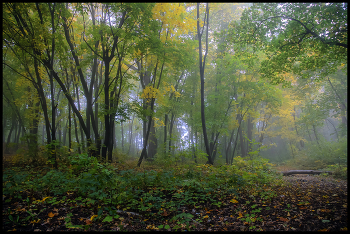 В осеннем лесу / Туман