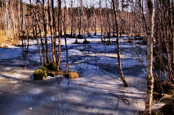 *Весна в лесу.** / *Томская область.**