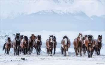 Мороз по коже .. / Горный Алтай, Курайская степь.
© https://phototravel.pro/phototravel2024/
