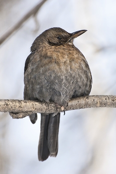 Чёрный дрозд (лат. Turdus merula) / Чёрный дрозд (лат. Turdus merula) — вид птиц рода дрозды семейства дроздовых. Длина тела около 25 см. Оперение у самцов однотонное чёрное, блестящее, клюв жёлтый; оперение самок и молодых птиц большей частью тёмно-коричневое либо бурое.