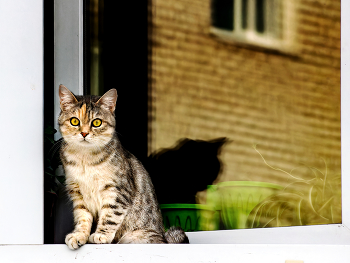 окно в мир / Город Лесной, март 2024 года. Британский котенок наблюдает.