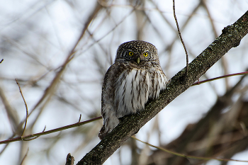 Воробьиный сыч / Воробьиный сыч (лат. Glaucidium passerinum, eng. Little Owl) — очень маленькая сова, как и все представители рода воробьиных сычей. Длина его тела составляет 15—19 см, размах крыльев — 35—40 см, длина крыла — 9—11 см, вес — 55—80 г. Самки крупнее самцов.