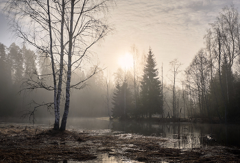 Утро. Туман. / Река Оредеж, рядом с поселком Сиверский.