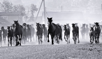 На выпас / Башкирия. На выпас.. каждое утро и каждый вечер лошади бегут с конюшни к воде, сочной траве.