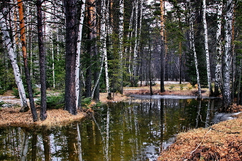 *Весенний лес.** / **Томская область.*