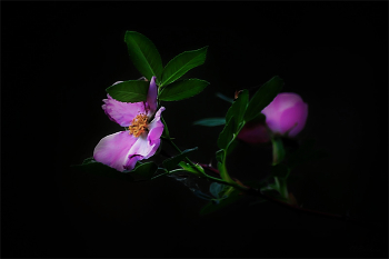 Шиповника цветочек / Дикий шиповник (Rosa canina)
