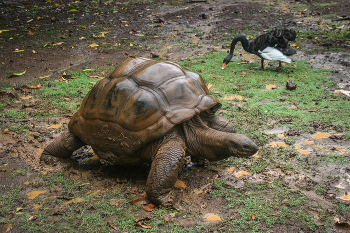 Исполинская или гигантская черепаха / Aldabrachelys gigantea — вид сухопутных черепах. Эндемик острова Альдабра, редкий вид