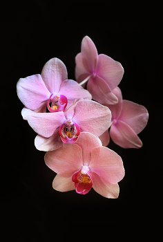 Орхидея / Орхидея