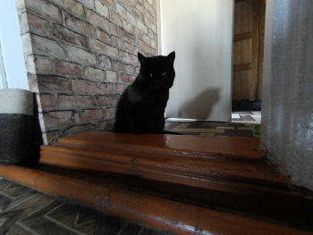 котик / черный кот