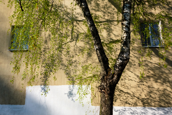 Дерево у стены #2 / Витебск