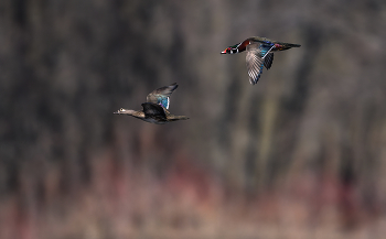 Wood duck (Mr. &amp; Mrs.) / Wood duck (Mr. &amp; Mrs.)