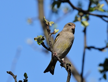 Зеленушка(самка) / весна, птицы