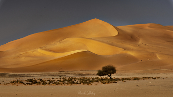 Одинокая акация / Центральная Сахара