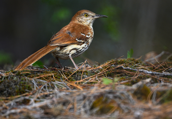 Brown thrasher / Brown thrasher