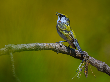 Chestnut-sided warbler / Chestnut-sided warbler