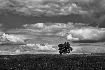 Дерево / Ростёт одинок в поле...