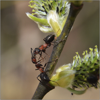 Весенний поцелуй. / Маленькие истории из жизни муравьев.