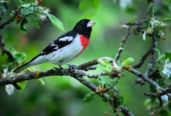 Rose-breasted grosbeak (m) / Rose-breasted grosbeak (m)