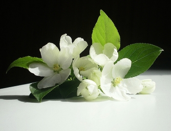 цветы яблони / май