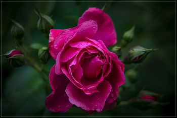 Майская роза / После дождя