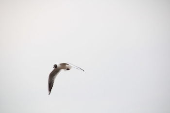 чайка в полете / одни из первых моих фотографий, на лету, словить чайку было сложно славить