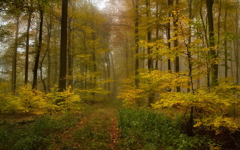 &nbsp; / Осень в туманном лесу .