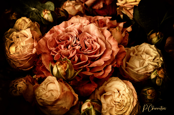 Розы / Розы