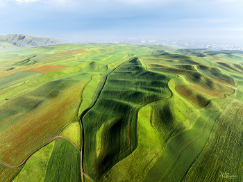 Зелёные волны / Засеянные поля на холмах к югу от Бишкека