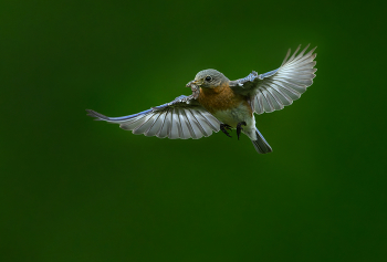 Eastern Bluebird (f) / Eastern Bluebird (f)