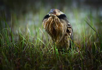 American bittern / American bittern