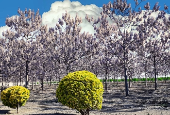 &nbsp; / Reus - arbres en flor a la Riera de la Quadra (Crta. Constantí) - Baix Camp