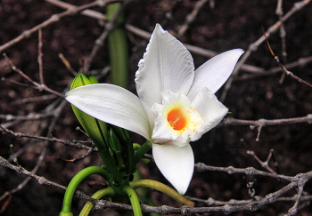 Цветок ванили / Сейшельские острова. Остров Мае