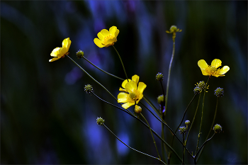 Лютики / Ranunculus acris